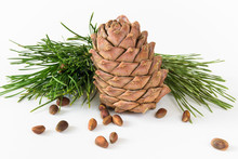 Isolate, Composition, Pine Cone, Pine Nuts And Cedar Branch On A White Background