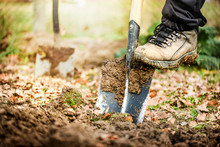 Worker Digs Soil With Shovel In Colorfull Garden, Workers Loosen Black Dirt At Farm, Agriculture Concept Autumn Detail. Man Boot Or Shoe On Spade Prepare For Digging...