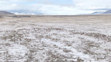 DRONE: Flying High Above The Vast Snowy Montana Prairie As A Herd Of Wild Elk Migrates In Winter. Scenic View From The Air Of A Group Of Deer Migrating Across The Beautiful Wintry American Wilderness.