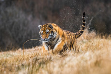 Siberian Tiger Running In Snow. Beautiful, Dynamic And Powerful Photo Of This Majestic Animal. Set In Environment Typical For This Amazing Animal. Birches And Meadows