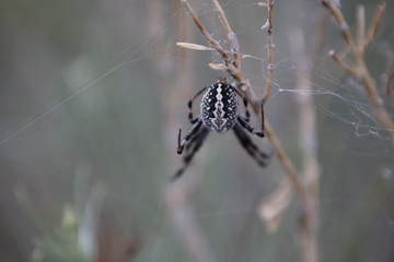 Spider(s)