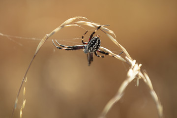 Spider(s)