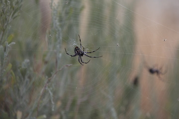 Spider(s)