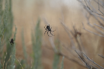 Spider(s)