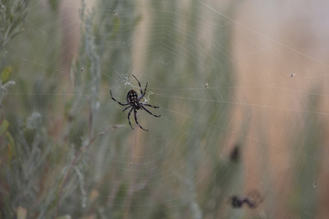 Spider(s)