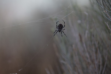 Spider(s)