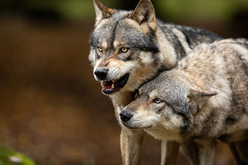 Poster - Two Grey wolf angry in the forest