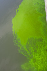  Sodium Fluorescein
