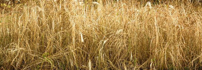 Wall Mural - Panoramic natural background with dry tall grass closeup, yellow texture