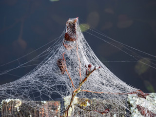 Wall Mural - Dew drops on spider web in foggy field in morning. Spider web dew macro view. Spider web dew drops in morning field background