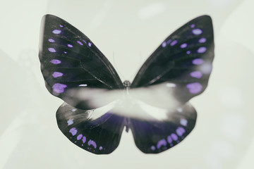 blurred abstract butterfly. double exposure. tropical insect