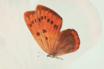 blurred abstract butterfly. double exposure. tropical insect