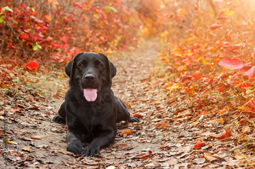 Photographie Beautiful black labrador retriever lies against an autumnal forest