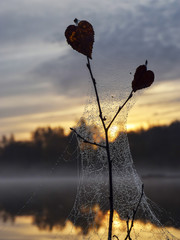 Wall Mural - Web of a spider against sunrise in the field covered fog. Autumn morning. Spider web and water drops