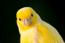 Beautiful Portrait Of A Yellow Canary