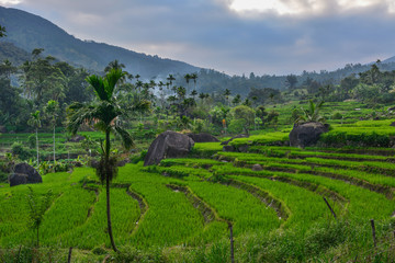 Sri Lanka rice fields