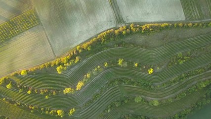 Wall Mural - Aerial footage of beautiful landscape of South Moravia with many vineyards. 