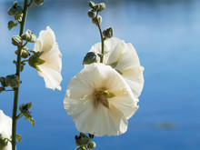 Stately Beauties Of Hollyhocks Flowers Or Alcea Rosea