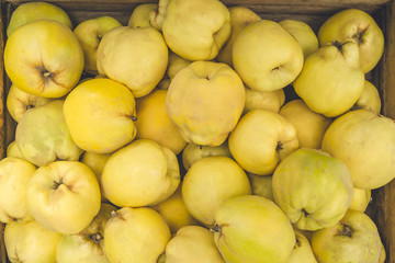 Canvas Print - Quince