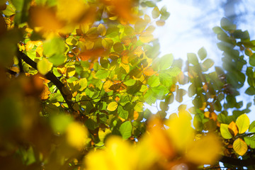 Canvas Print - Autumn leaves on the sun