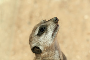 Wall Mural - Closeup view of cute meerkat at zoo