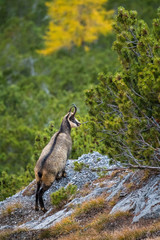 Wall Mural - chamois on a steep slope in the Swiss Alps