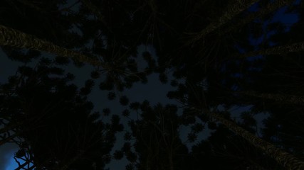 Wall Mural - Looking up through a circle of trees, night turns to day