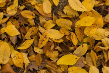Ground Full Of Yellow Beech Leaves