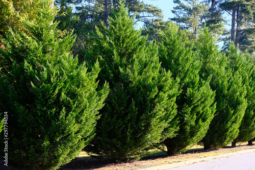 Fotomural Leyland Cypress Trees in a Row along Road as hedge