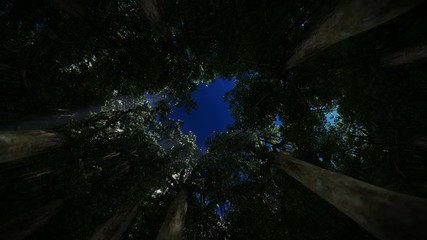 Wall Mural - View through a circle of trees camera rising to the top, 4K