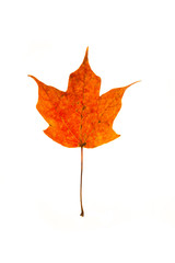 Wall Mural - red maple leaf