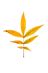 Wall Mural - black walnut leaves