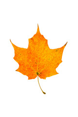 Wall Mural - sugar maple leaf