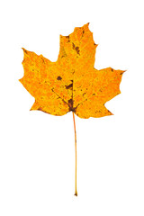 Wall Mural - sugar maple leaf