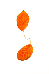 Wall Mural - ornamental pear tree leaves