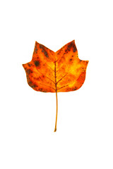 Wall Mural - tulip poplar leaf