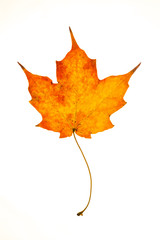 sugar maple leaf