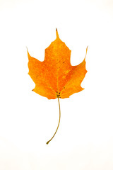 Wall Mural - sugar maple leaf