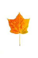 Wall Mural - red maple leaf