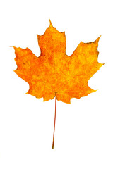 Wall Mural - sugar maple leaf