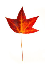 Wall Mural - sweetgum leaf