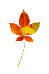 Wall Mural - virgina creeper leaves