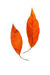 Wall Mural - black cherry leaves