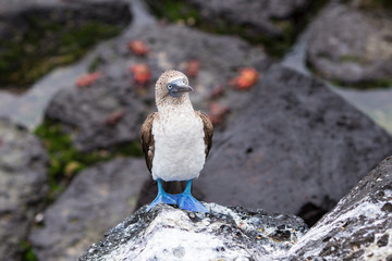 Adult blue-footed booby perched on rock with red painted ghost crabs in soft focus in the background, Puerto Baquerizo Moreno, San Cristobal, Galapagos, Ecuador