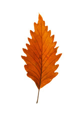 Wall Mural - chestnut oak leaf