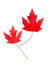 Wall Mural - red maple leaves