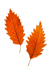 Wall Mural - chestnut oak leaves