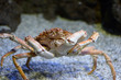 Maja squinado or Maia squinado is a species of crustacean decapod of the Brachyura infraorder, known in Spanish as crab, crab or European crab. It is a large migratory crab.