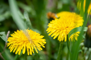 Closeup view of two bright yellow blooming dandelions growing among green grass on a blurred background