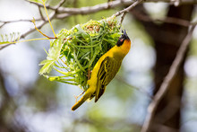 Yellow Masked Weaver Bird Building A Nest, Namibia, Africa